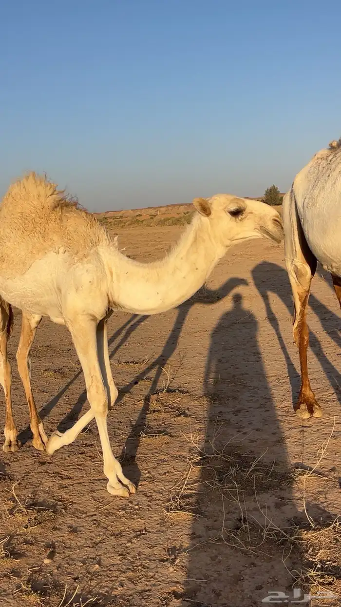 قعود باتلي عمره 6 شهور ابوه فحل طيب ومنتج 2