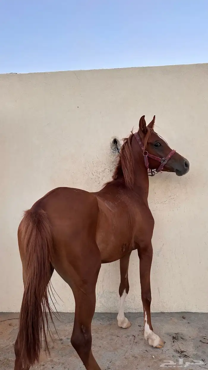 مهر واهو للبيع 2