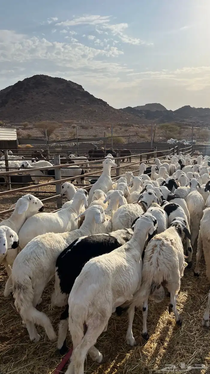 طليان سواكن شبيه الحري دمازين 18
