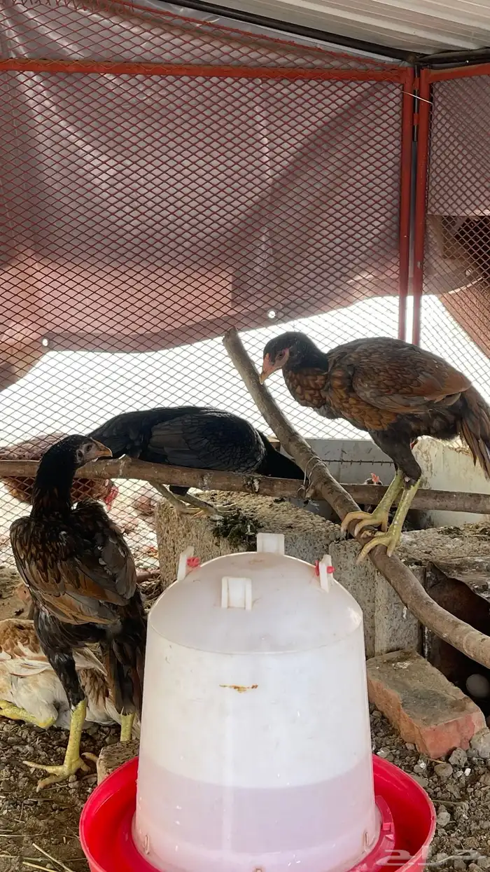 سندي العدد 7 3