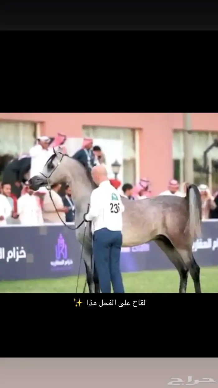 فرس شعبية شيخهة 4