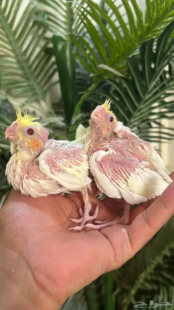 فرخ كروان كوكتيل غر ( كروان ) 0