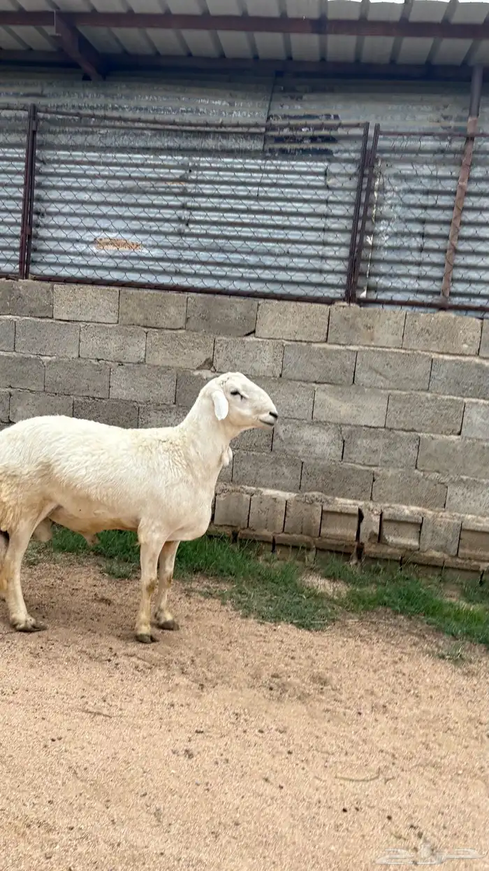 خروف فحل ثني من حلال شهران له زوايد 1