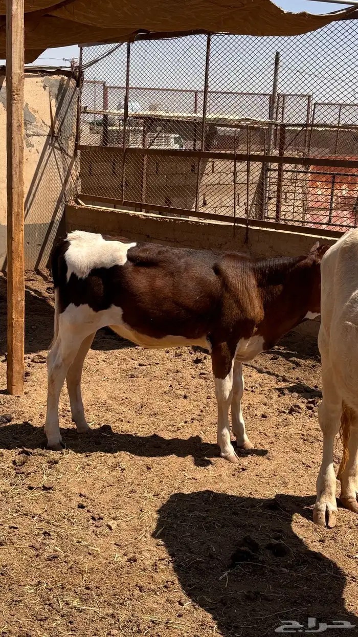 للبيع ذبائح وعجول اقساط تابي 4