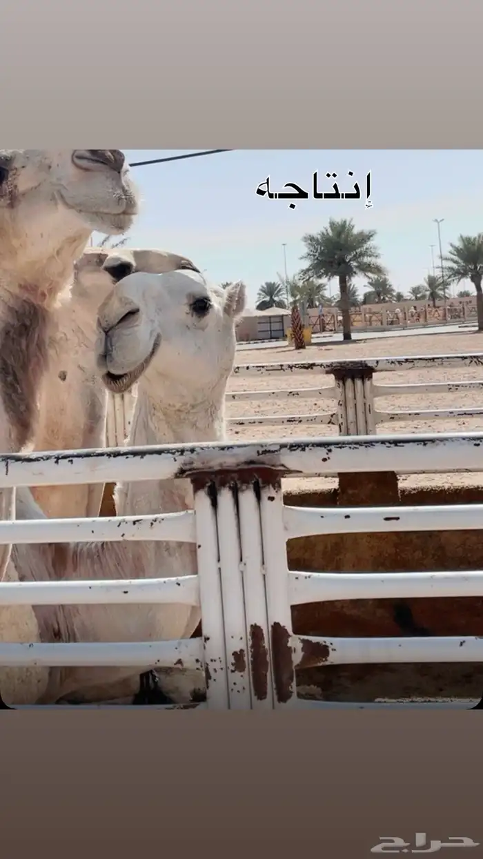 بعير كفو منتج وشرط عن جميع العذريب 2