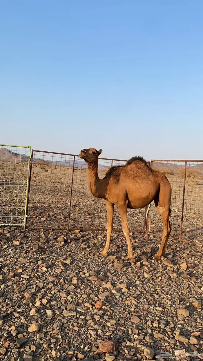 بكره حمراء دهماء لون ملكي من عمق بل طيبه منوت القاني 1
