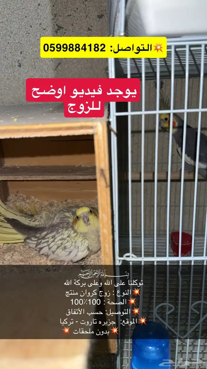 طيور كروان ازوج منتجين وحبات وطيور روز حبات 3