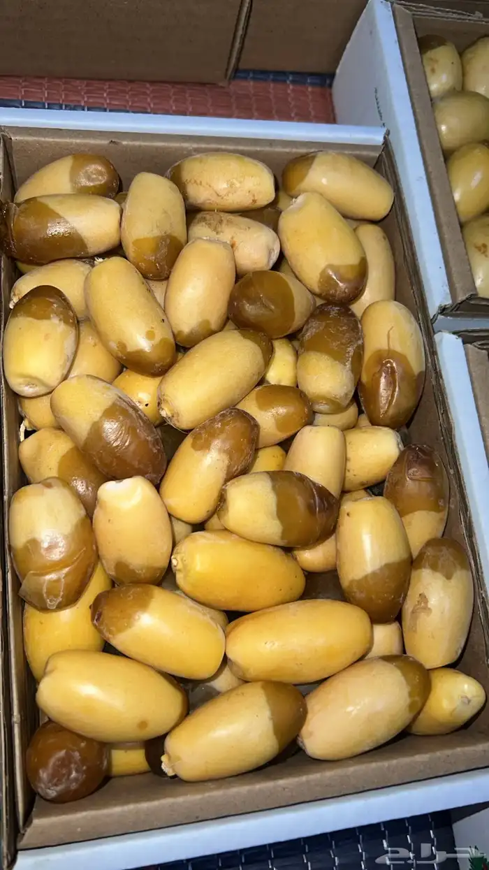 هلالي 2