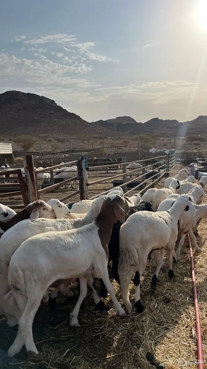 طليان سواكن شبيه الحري دمازين 15