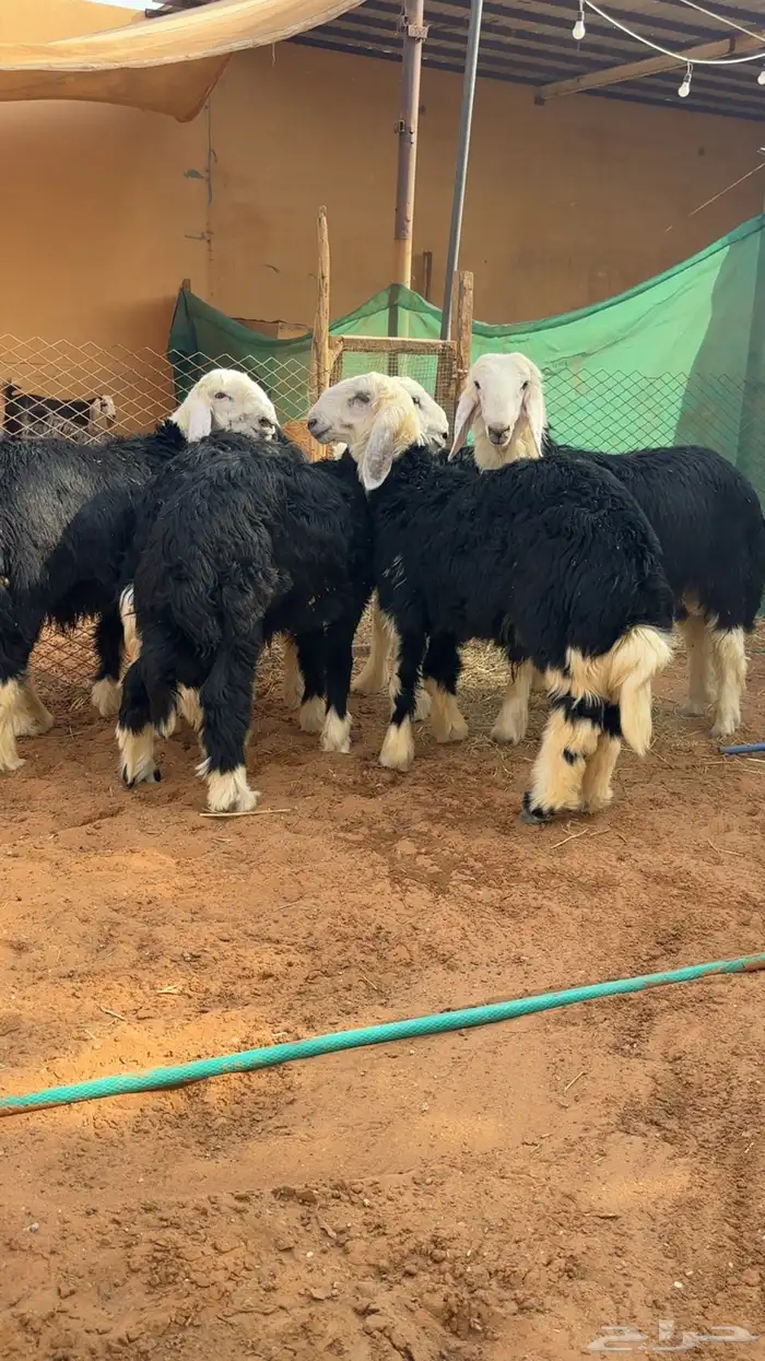 طليان ذبايح فاخرة 0