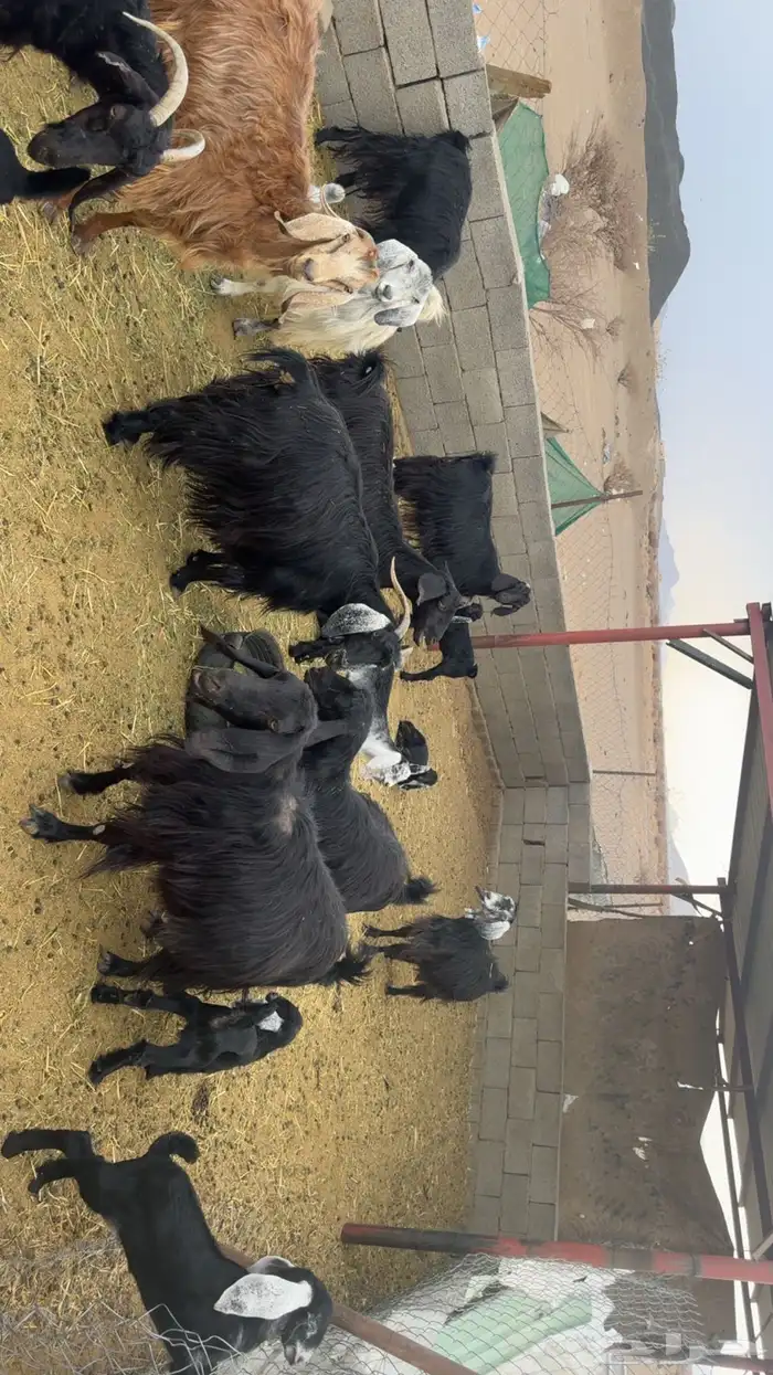 معزى مراح متابيع 0