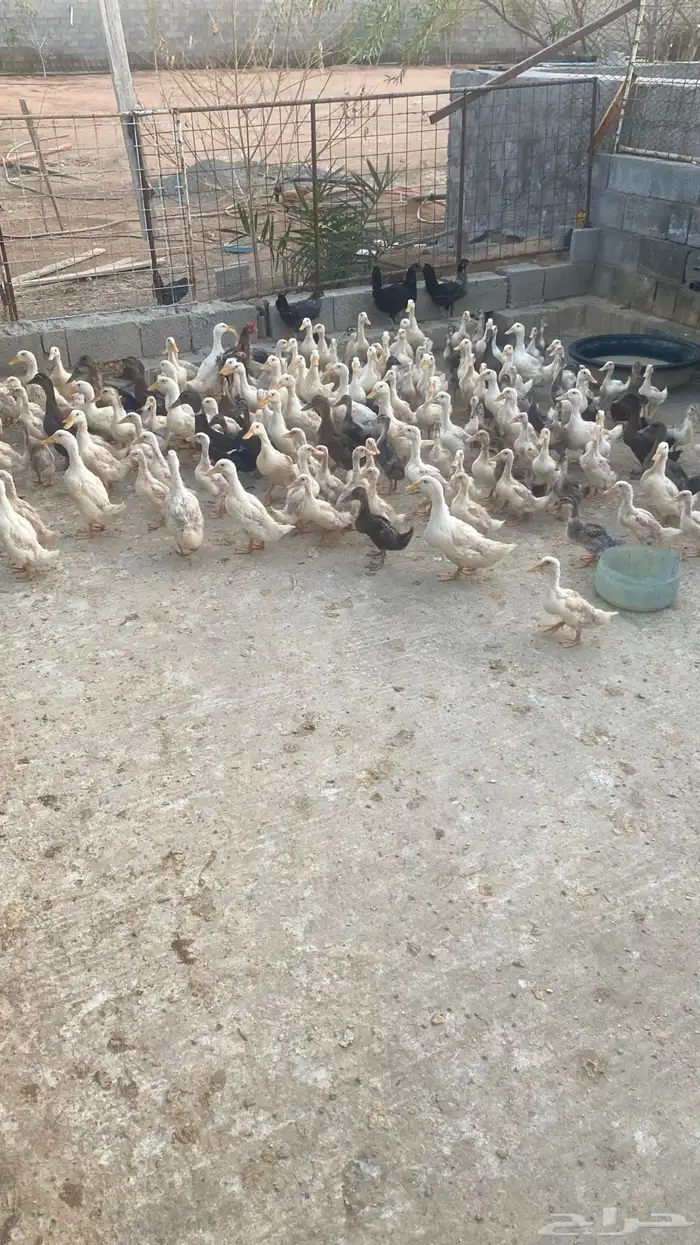 صوص بط بكيني 3