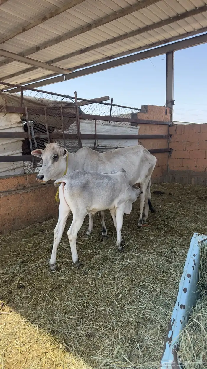بقره ناتج 0