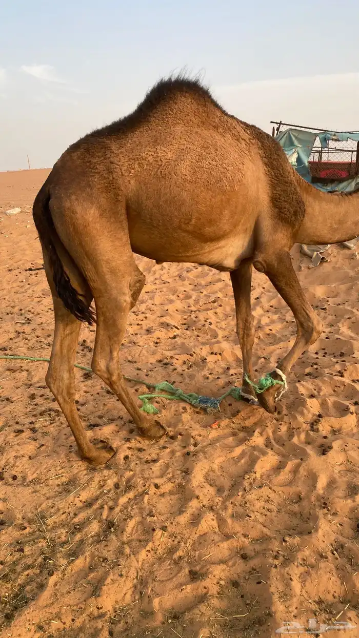 ثنتين بكار لقايا وناقه مجهم 1