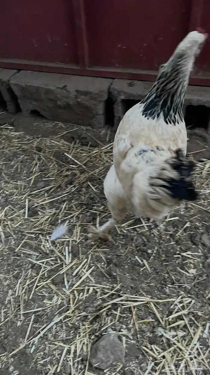 دجاج بلدي 10