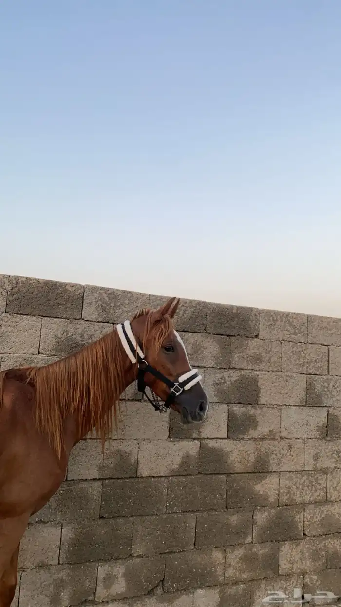 فرس عربيه 4