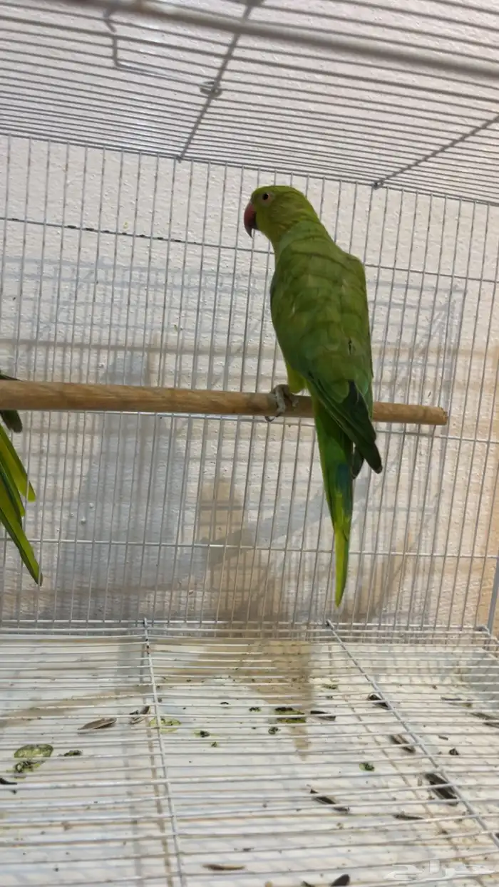 ببغاء الدره 3