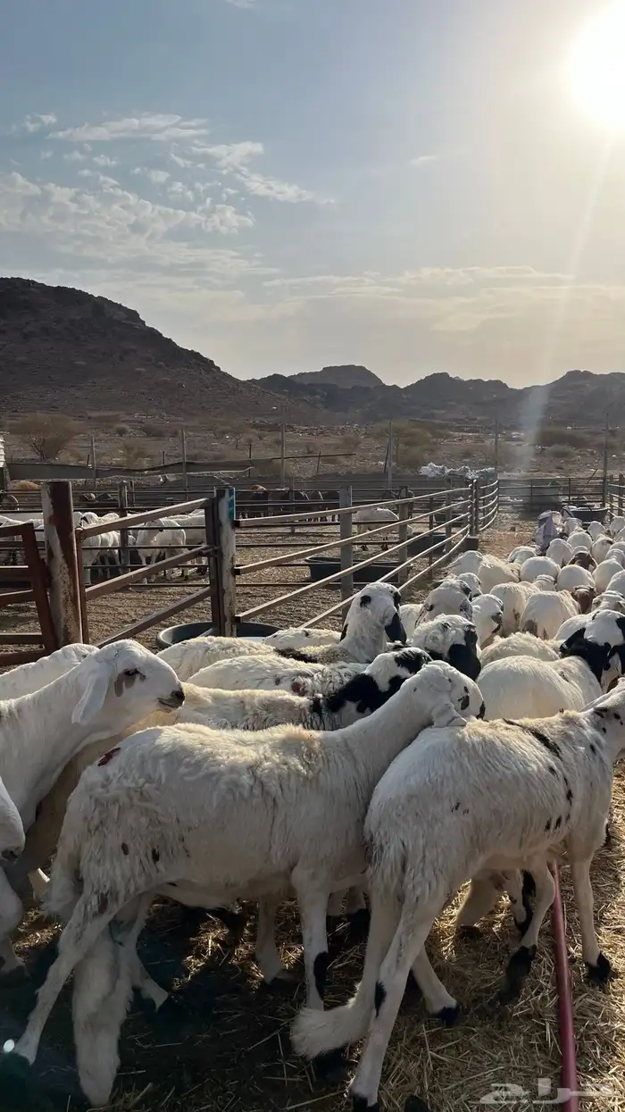 طليان سواكن شبيه الحري دمازين 12