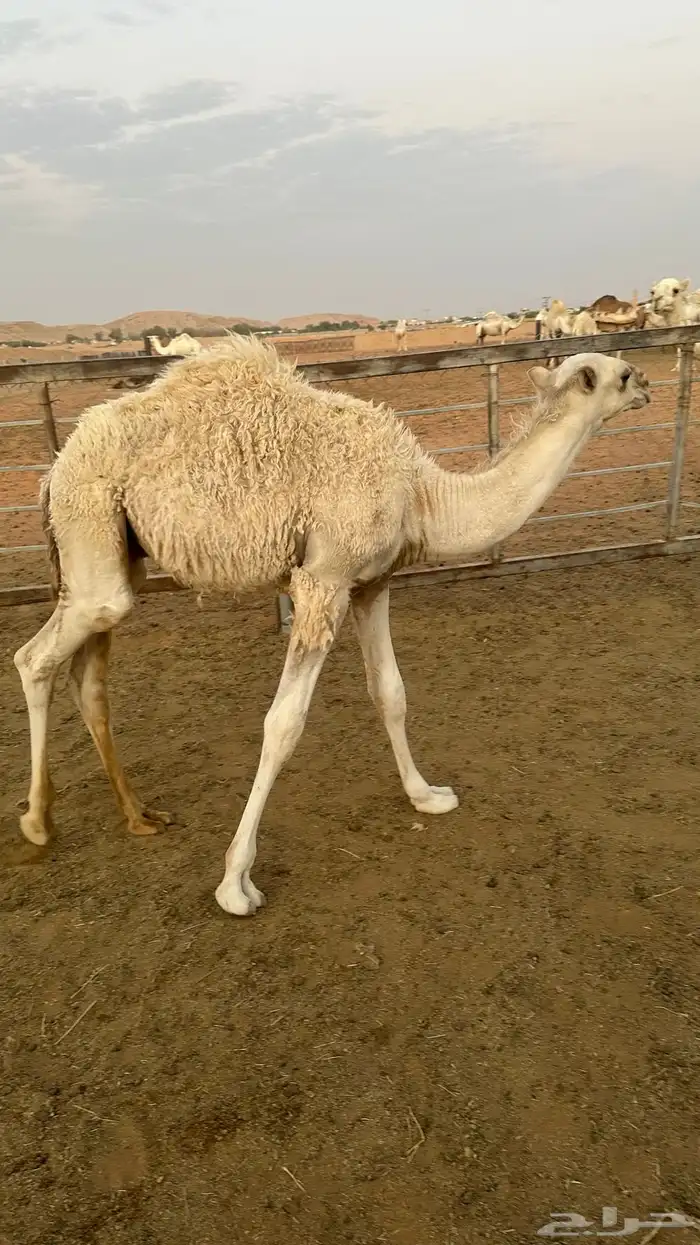 خفوت مجهم وقعود أوضح 2