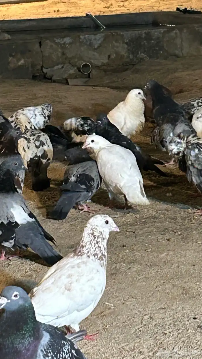 حمام مشاكيل تمم البيع 2