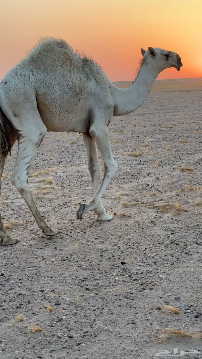 قعدان قصب العدد سته 1