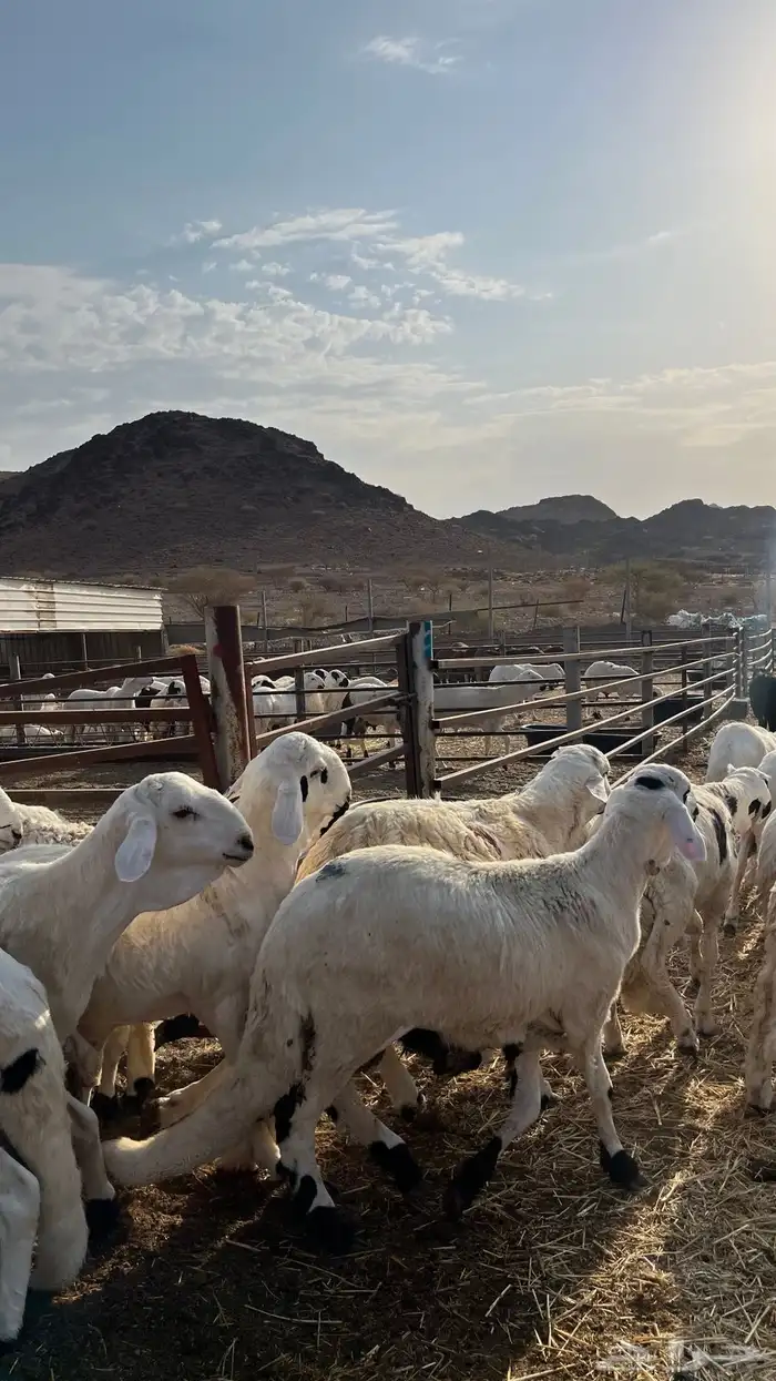طليان سواكن شبيه الحري دمازين 8