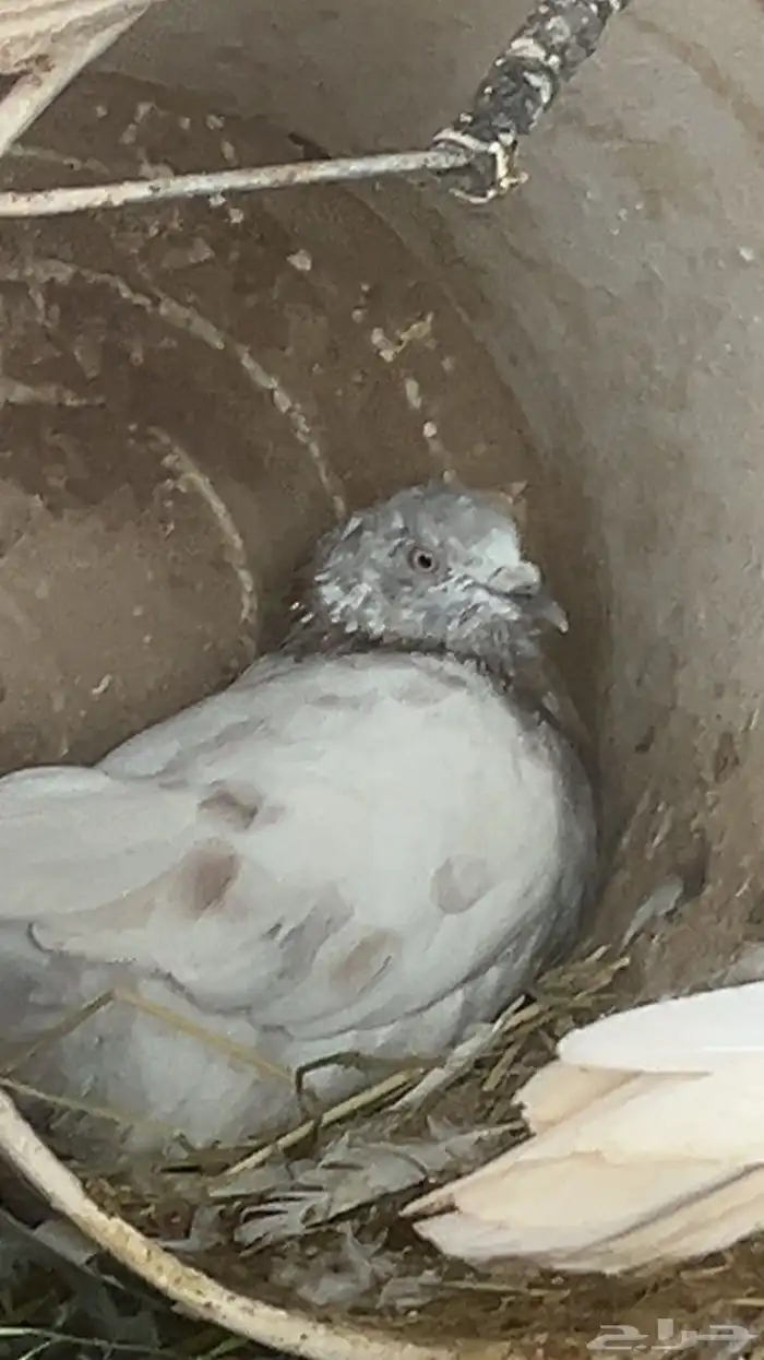 حمام بكستاني 1