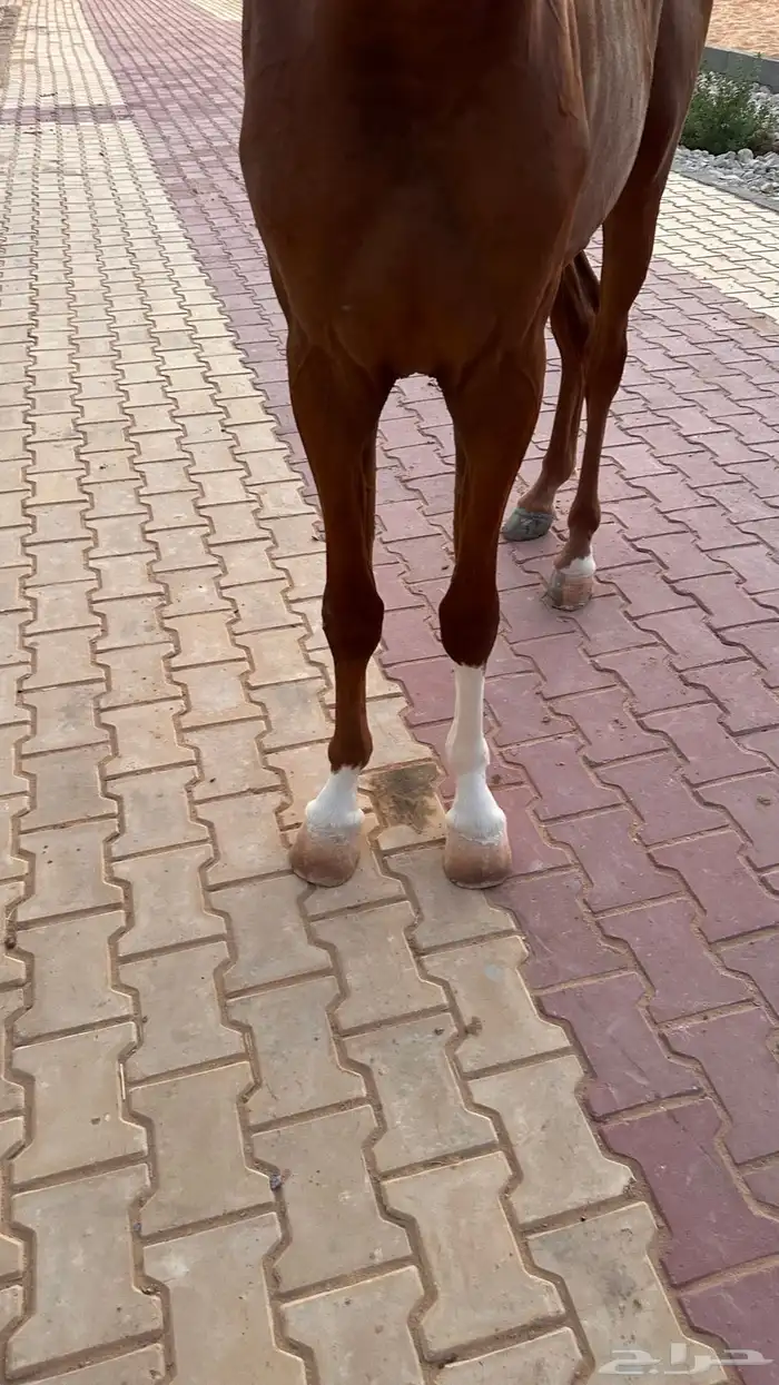 مهر واهو للبيع 4