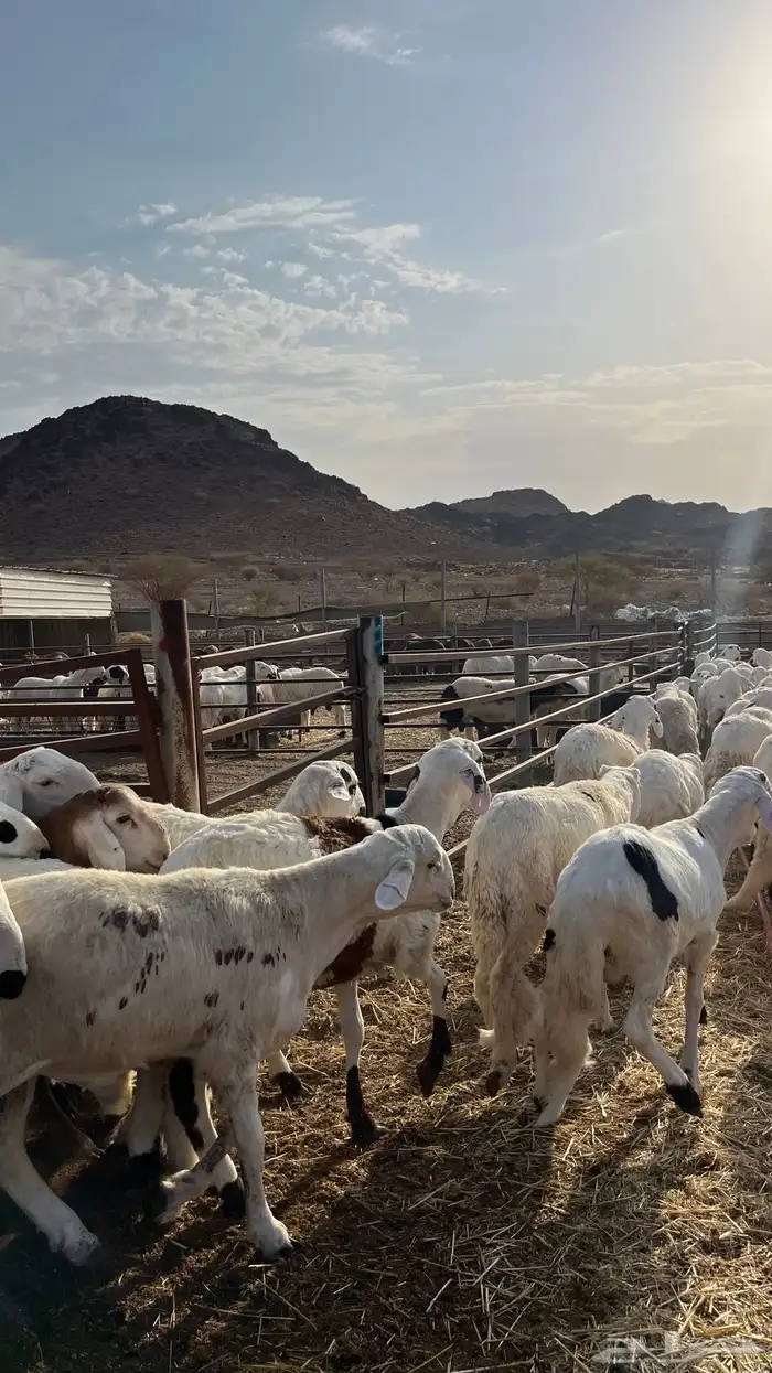 طليان سواكن شبيه الحري دمازين 7