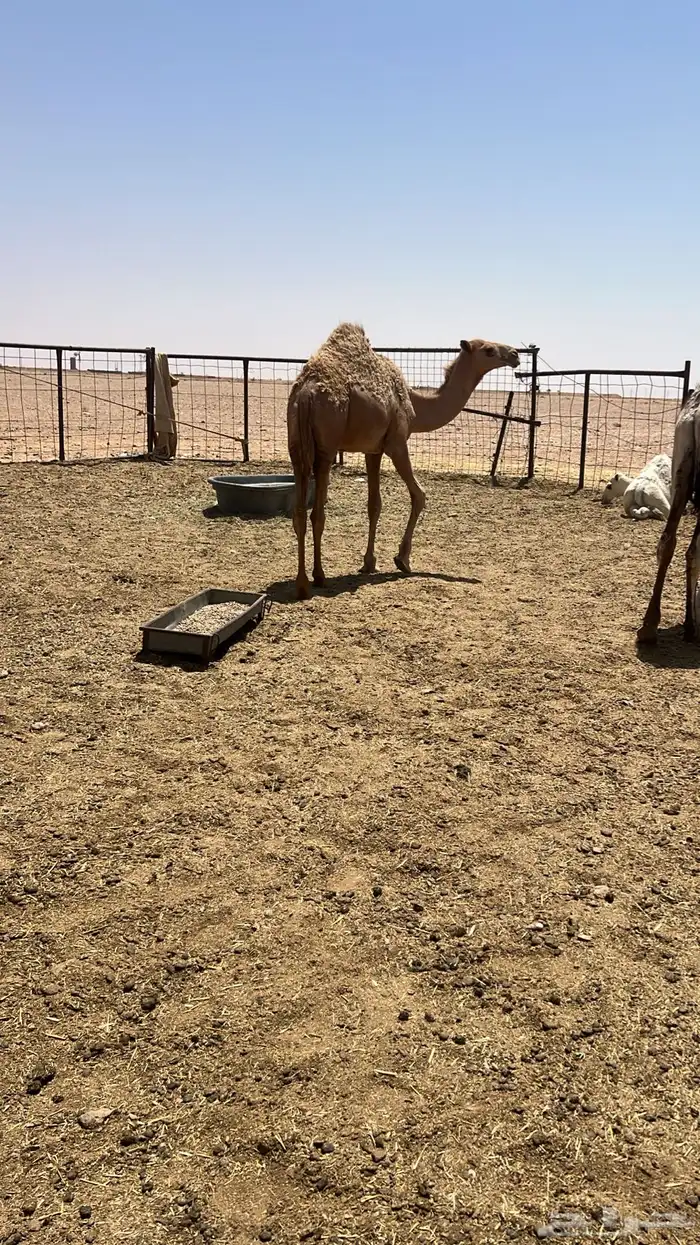 للبيع الشقحاء السن رباع منيحه حدرها بكره شعلا رمانيه 1