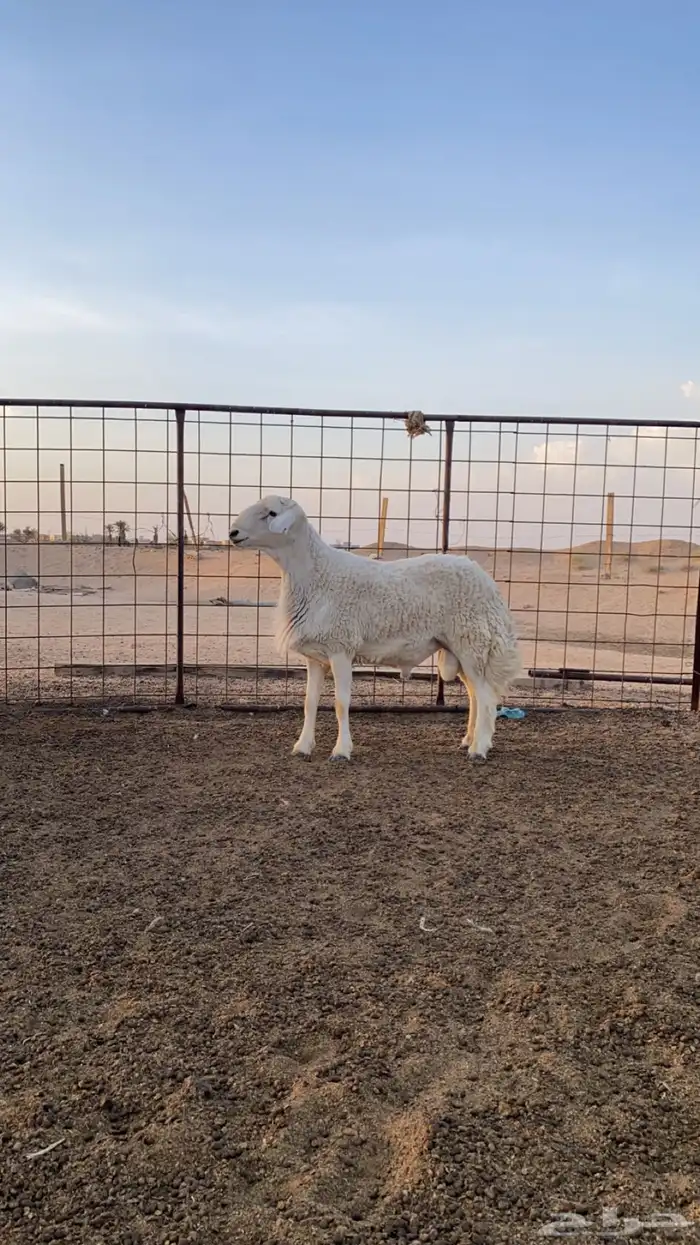 خروف للبيع 0