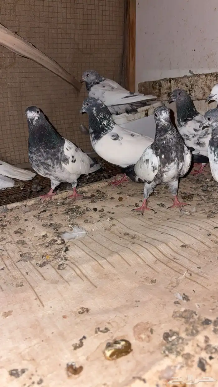 أربع أجواز هنود مع طبه و ثلاث فروخ 1