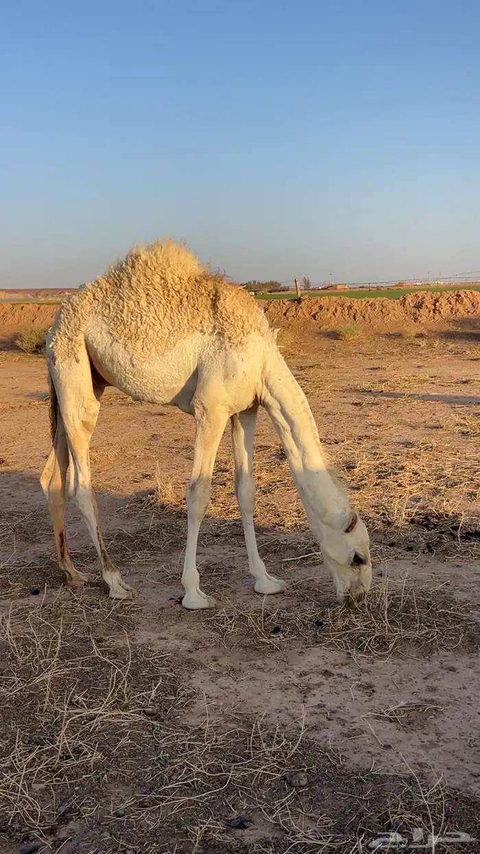 قعود باتلي عمره 6 شهور ابوه فحل طيب ومنتج 3