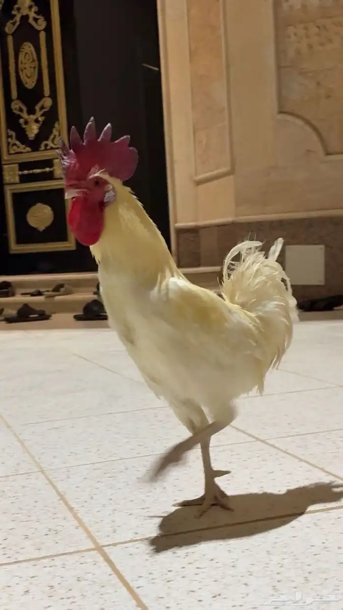 ديك للبيع 2