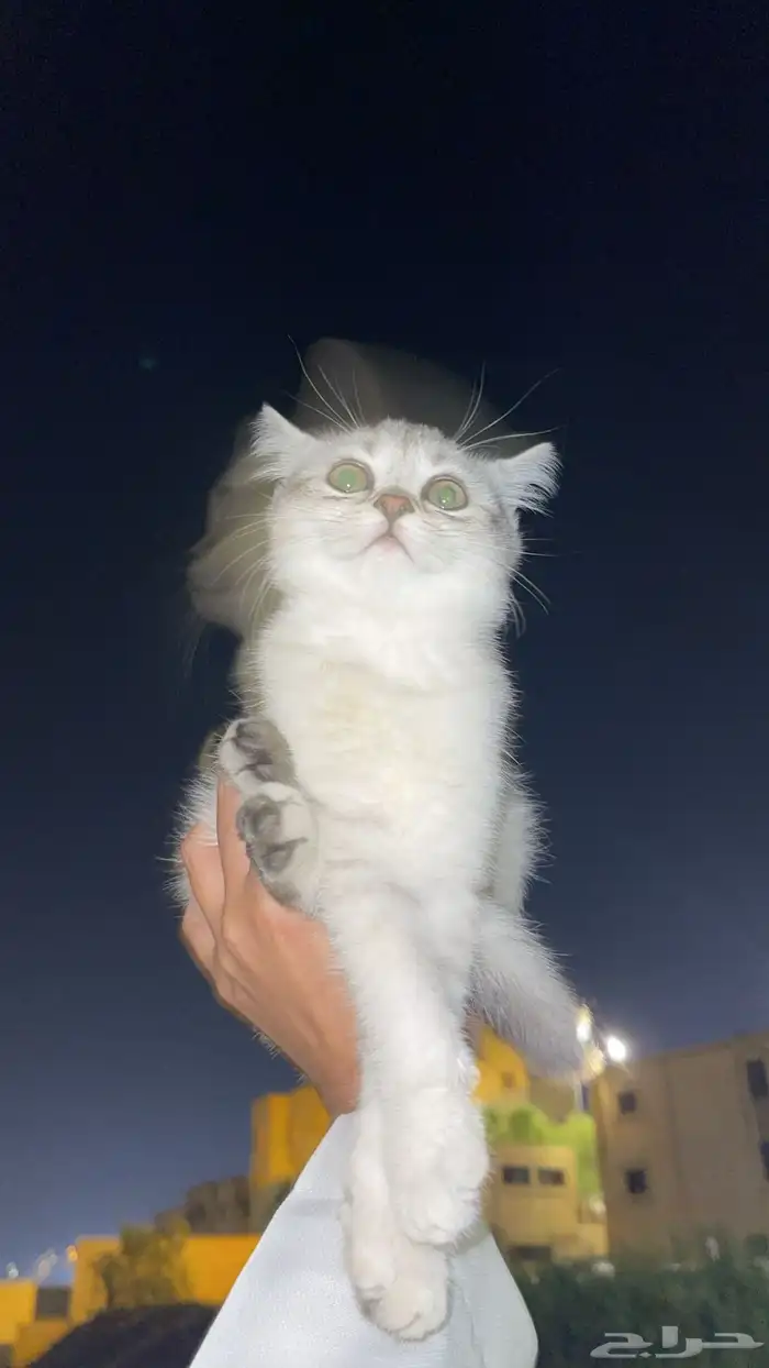 قطط للبيع 6