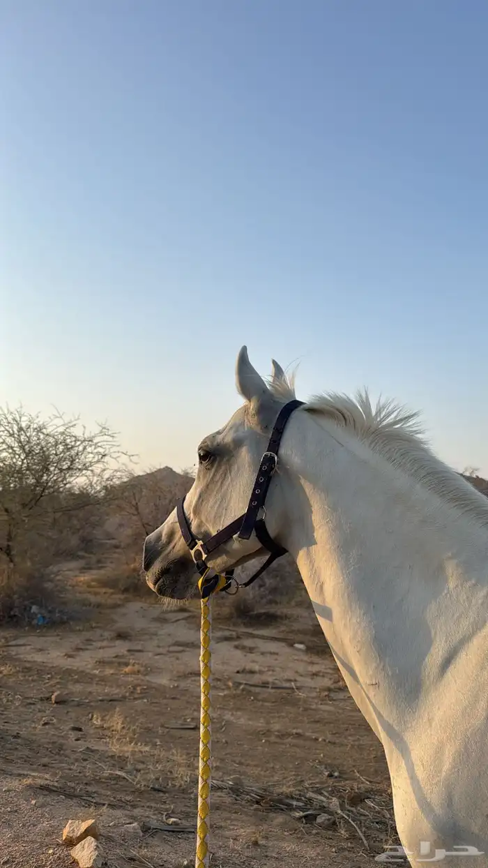 خيل واهو سليم كفو 0
