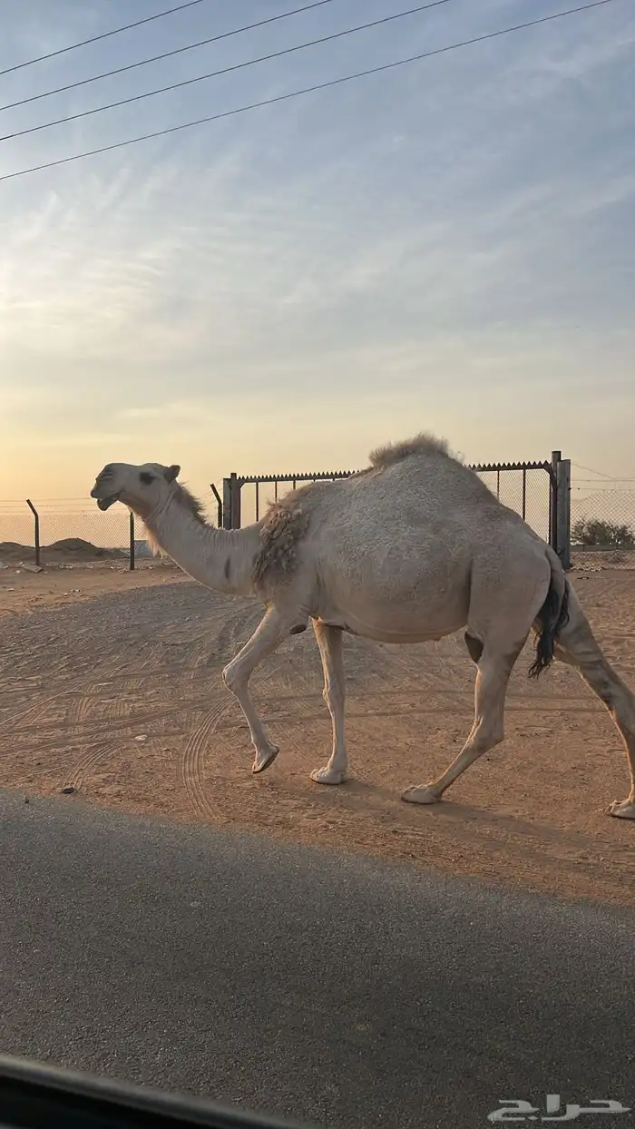 للبيع ناقه وحاشي 2