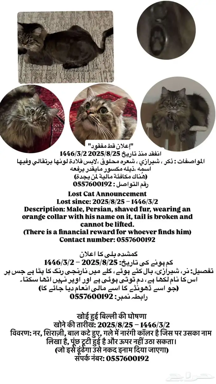 قط مفقود 0