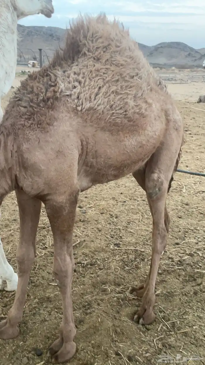 بكره البيع فل شحم 1