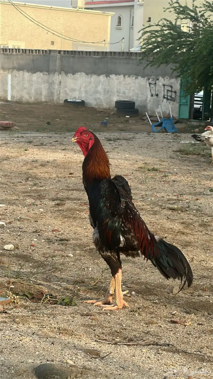 شامو ياباني 3