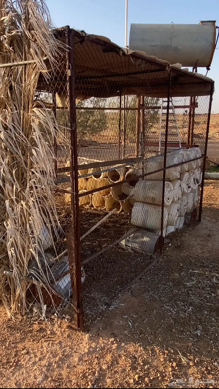 شبك بقلاوه 0