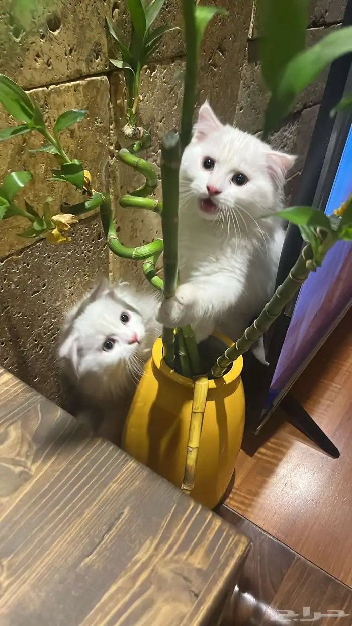 قطط 3