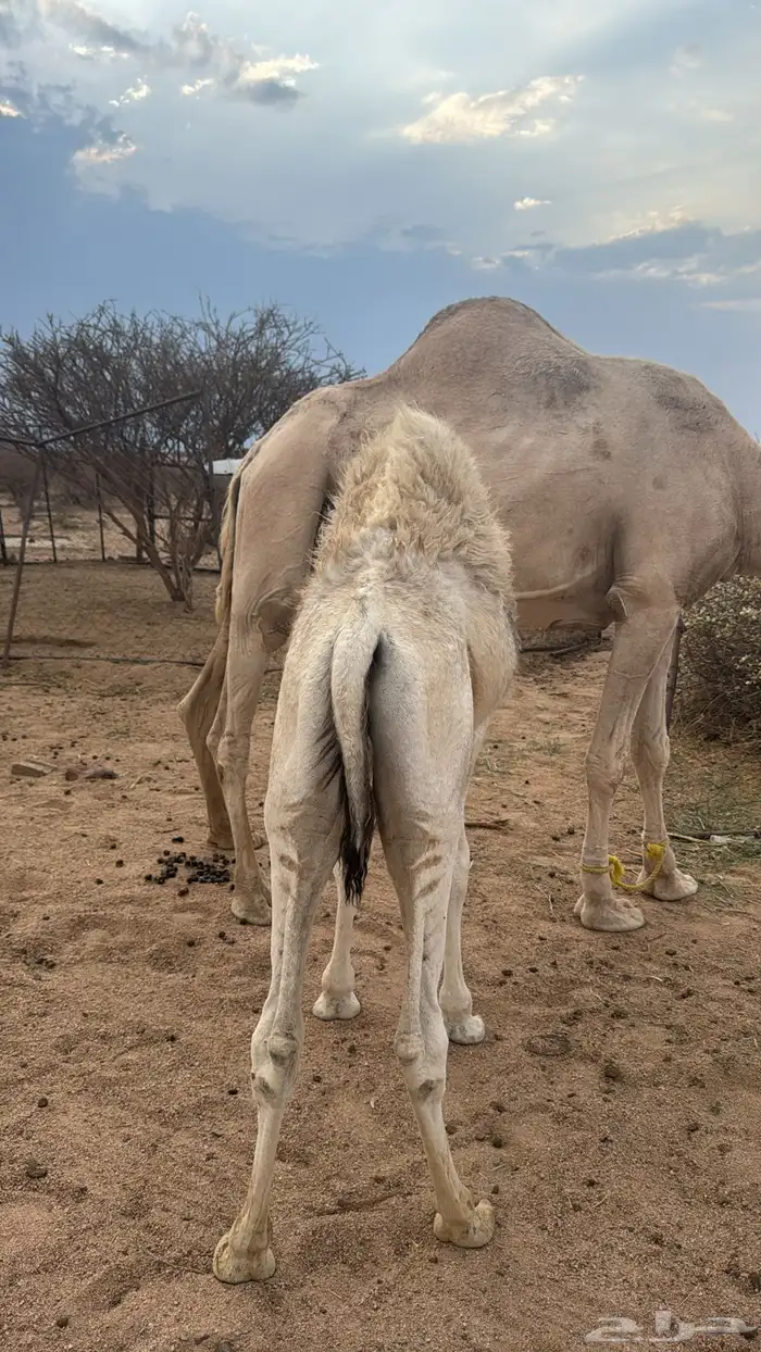 3 قعدان للبيع 0