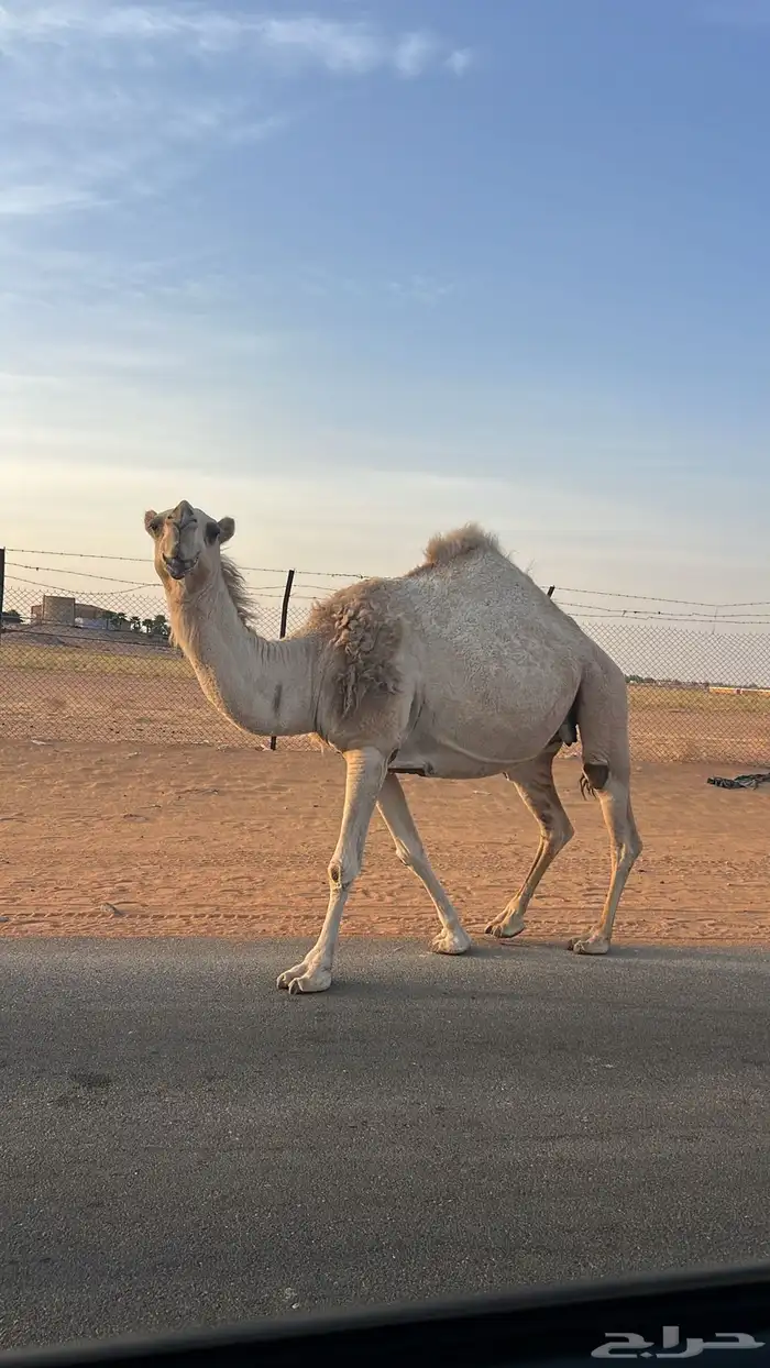 للبيع ناقه وحاشي 0