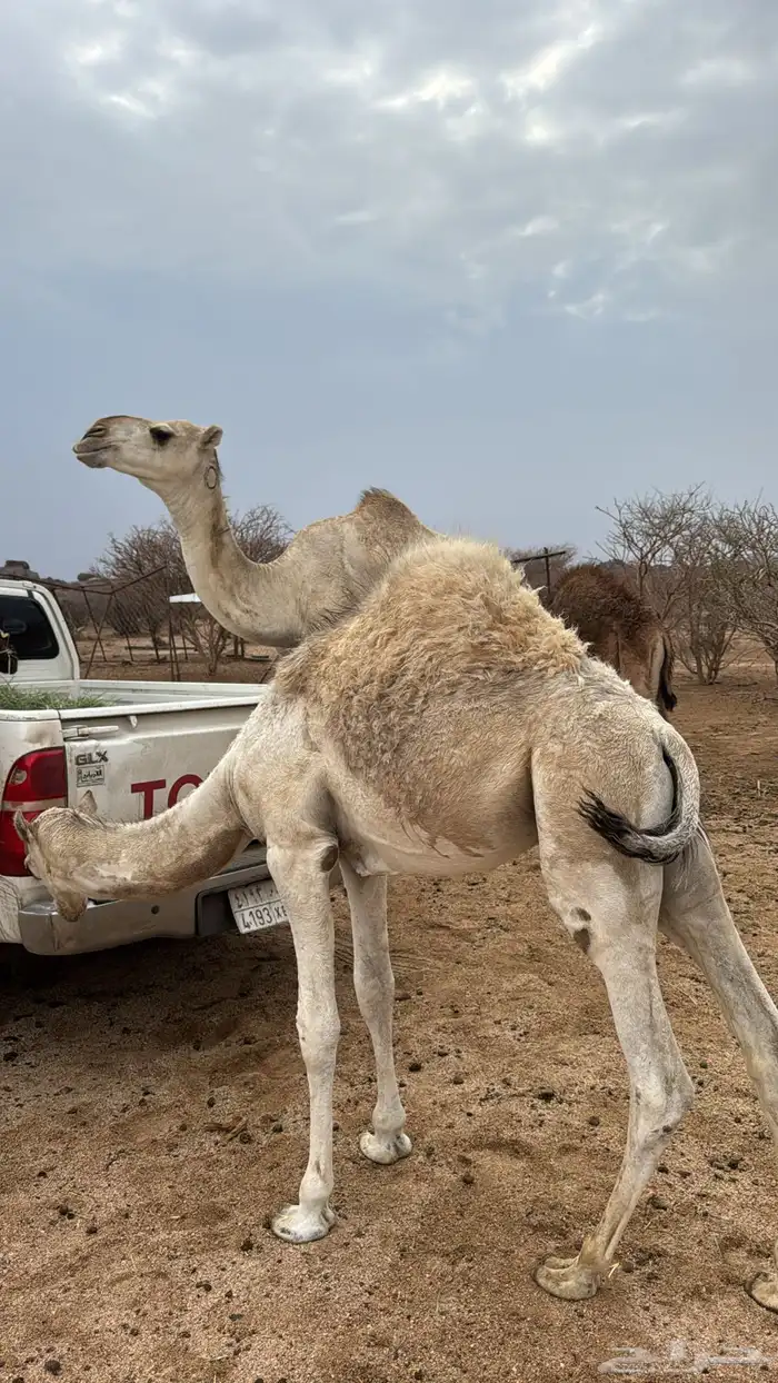 3 قعدان للبيع 3