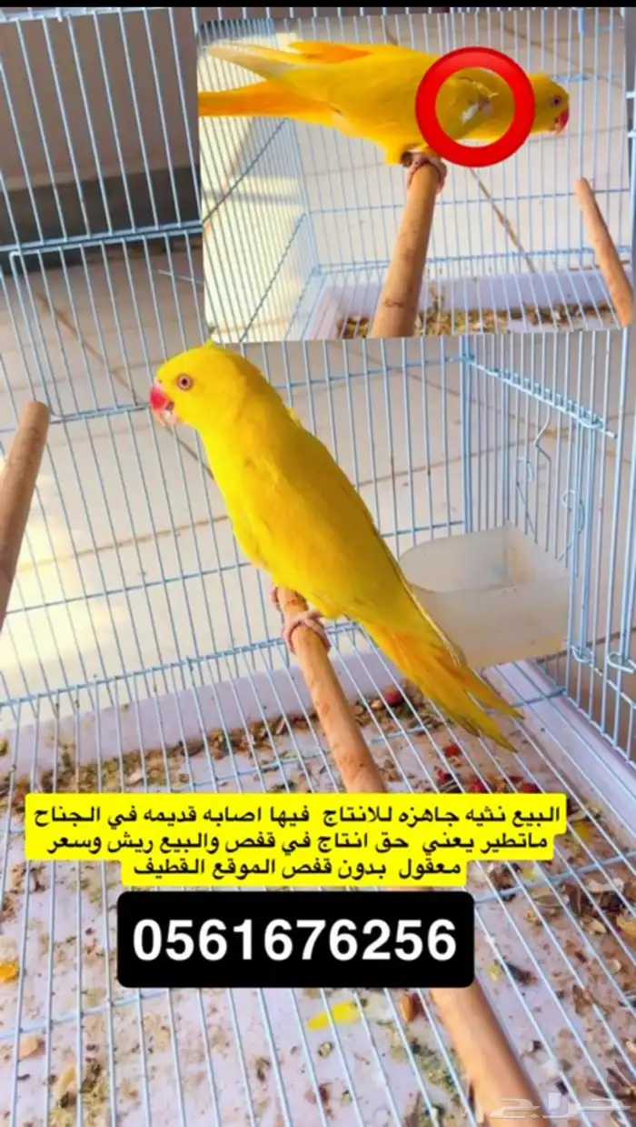 اناثي ذره لاتينو 1