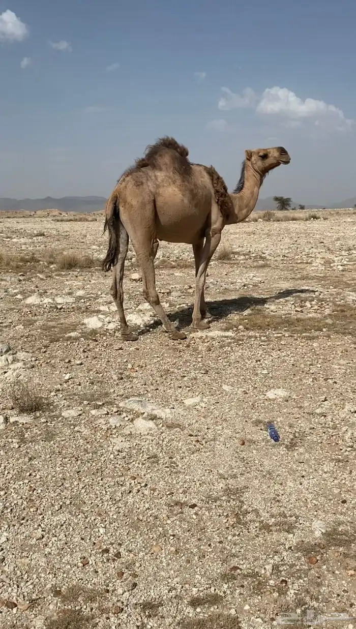 للبيع 0