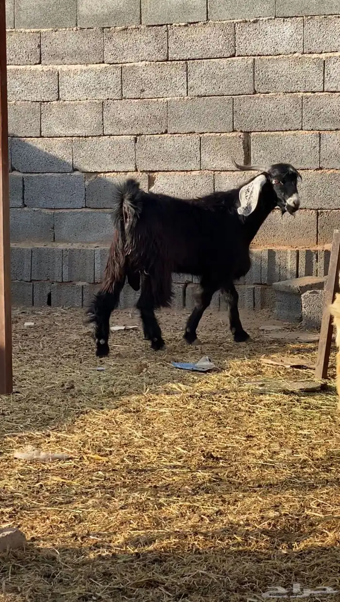بهم حري ذبايح طليان 3