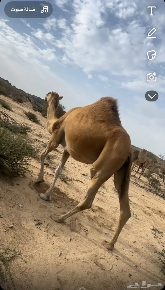 لقحة حمرا شمالية ملاقي كفو للبيع 1