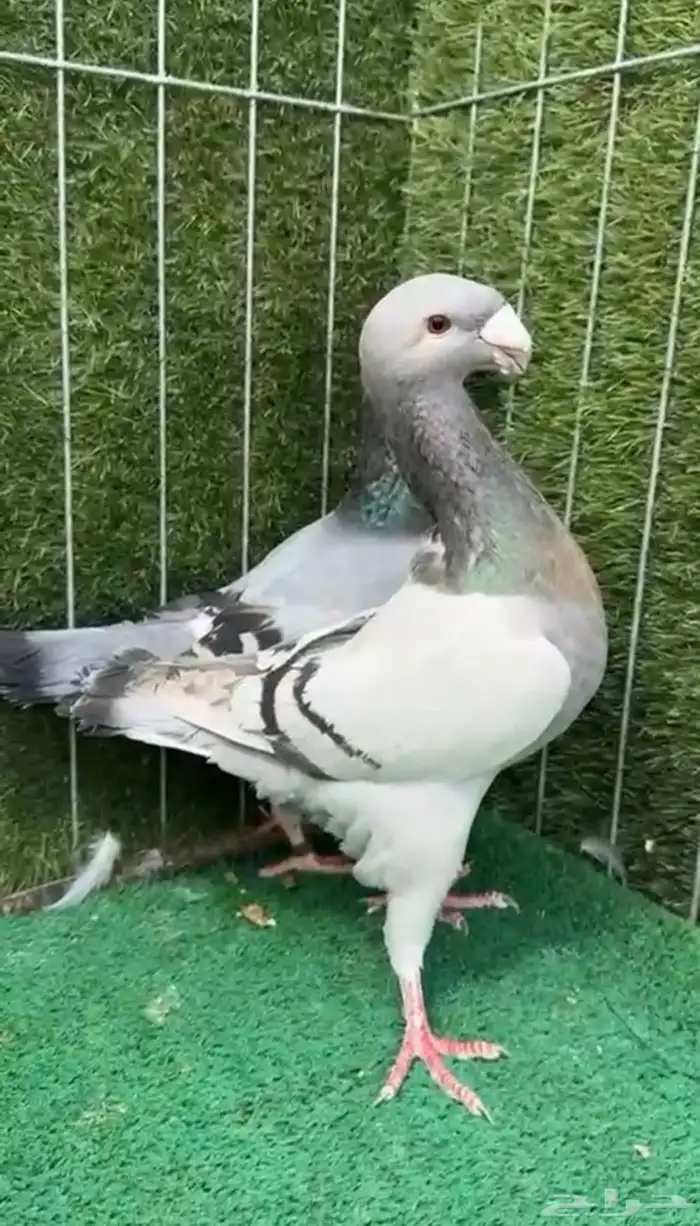للبيع مجموعة حمام زينه 1